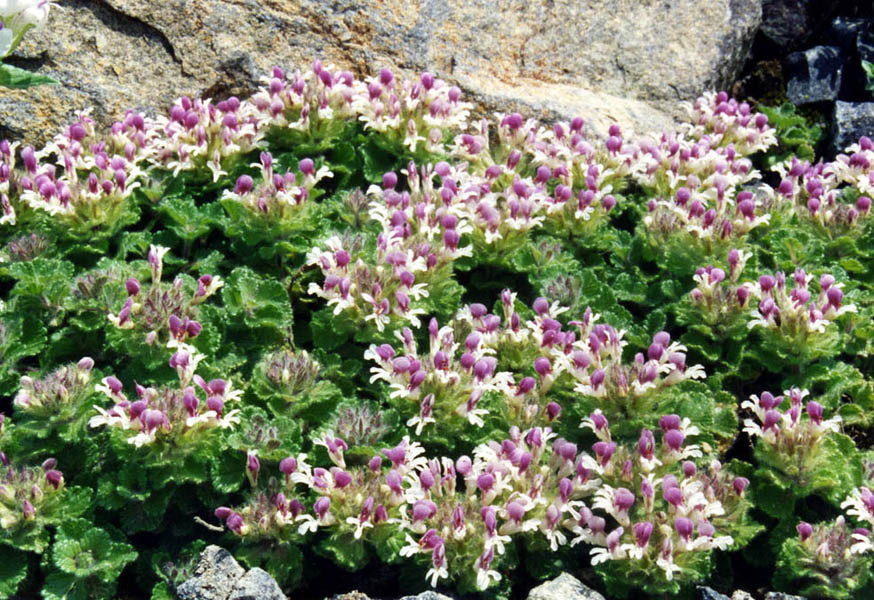 Teucrium pyrenaicum 4